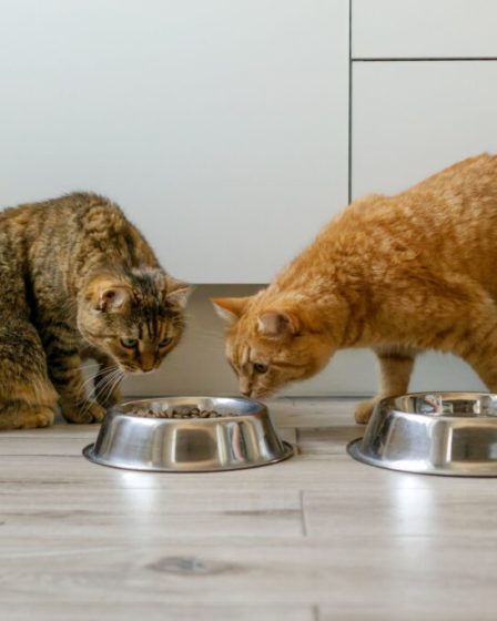 Choix de la meilleure nourriture sèche pour chats