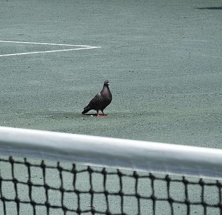 Construction d'un court de tennis en béton poreux à cannes