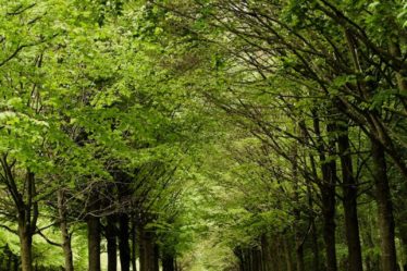 A dirt road surrounded by trees and grass
