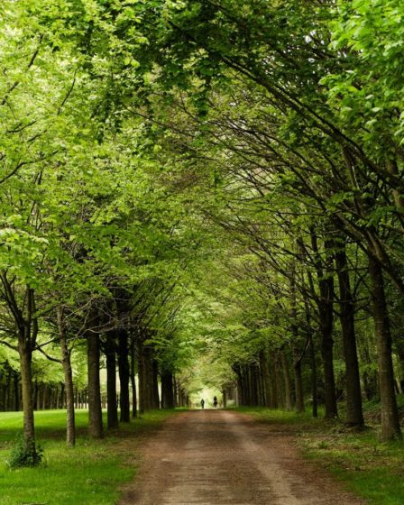 A dirt road surrounded by trees and grass