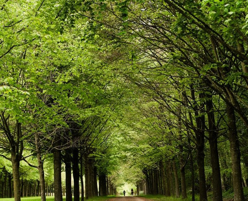 A dirt road surrounded by trees and grass