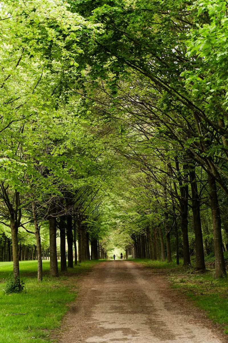 A dirt road surrounded by trees and grass